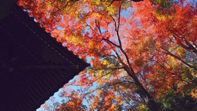 天上一对 人间无数