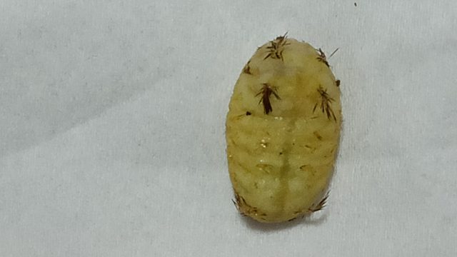 秋冬季节，光秃秃树枝上藏着童年宝藏，“杨拉罐” 你还记得吗？