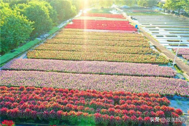 国庆相约卡玛花世界：花海中邂逅秋日浪漫，花篮小径中留下倩影