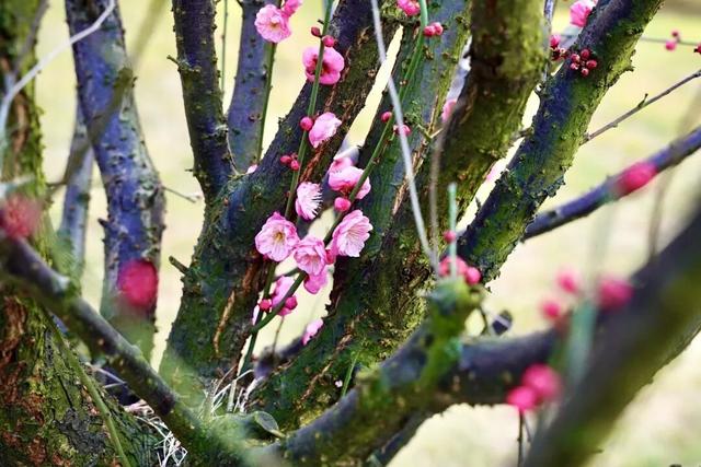 轨道公交直达！重庆红梅花海已上线，速来打卡→