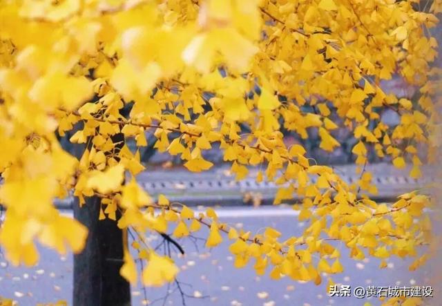 此刻 黄石下起黄金雨！