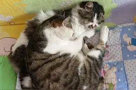 养一只猫跟养两只猫绝对不一样，猫界原来是这样相处的图片