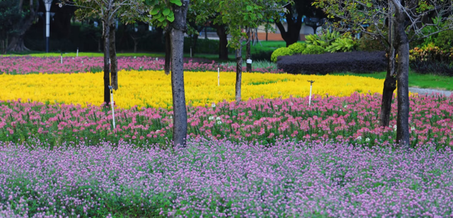 美爆了！佛山秋日花海上新！