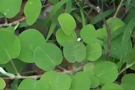 每天认识一种植物5:金钱草图片