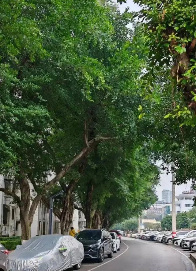 从福州的榕树想到的