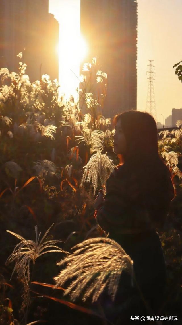 不用去南京，长沙也藏着 “梧桐秘境”！遛娃拍照美到窒息！