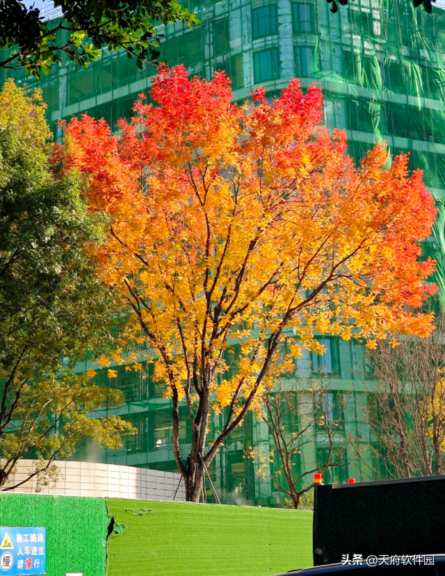 天府软件园银杏黄了！除了网红树，绝美风景即将上线