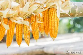 玉米“开涨”！现在干玉米多少钱一斤？2024年6月干玉米价格行情图片