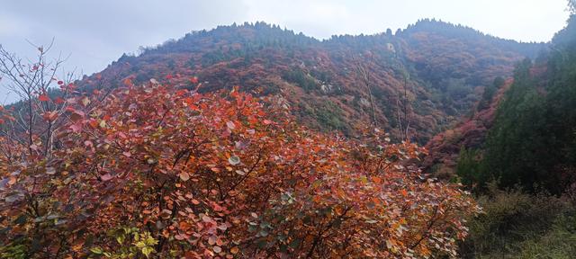 骊山红叶似火 车辆行人如织