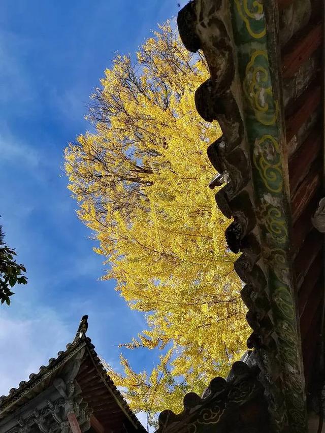 【视界】红墙映金叶!500年古银杏迎最佳观赏期