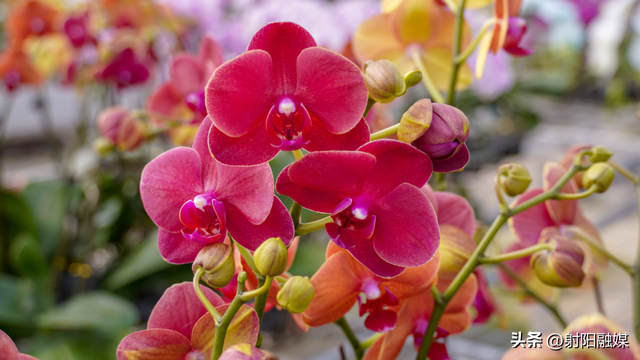 看完这朵看那朵🤩