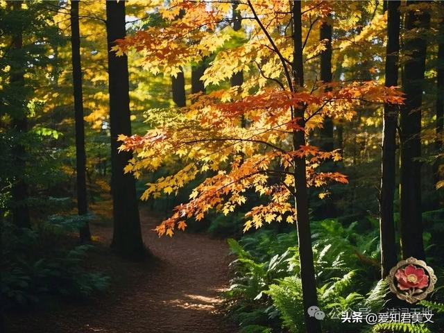 山林秋韵，心之回响