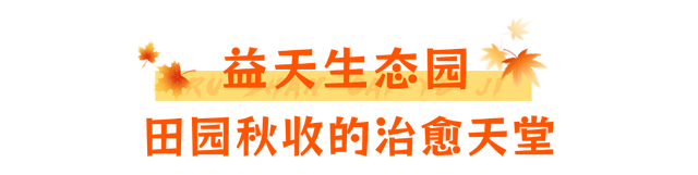 当秋风吻过乳山：一场关于色彩与治愈的漫步指南