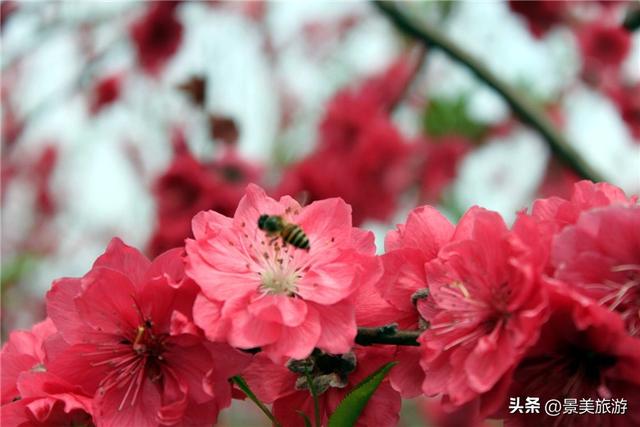 国庆假期去佛山卡玛缤纷花世界，共赴一场花开时节又逢君的约会