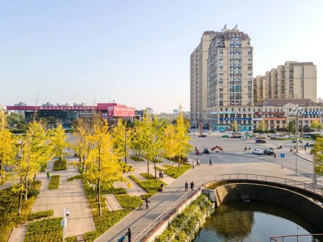 含“金”量100%！是时候来仁寿，邂逅一抹银杏黄啦~