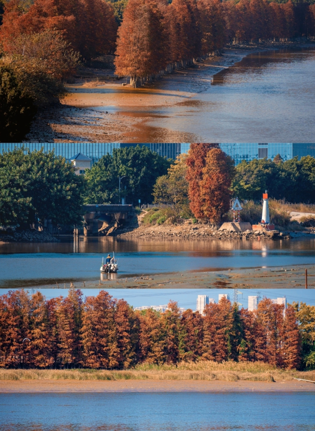 不想人挤人？番禺这些落羽杉小众观景点美成童话！