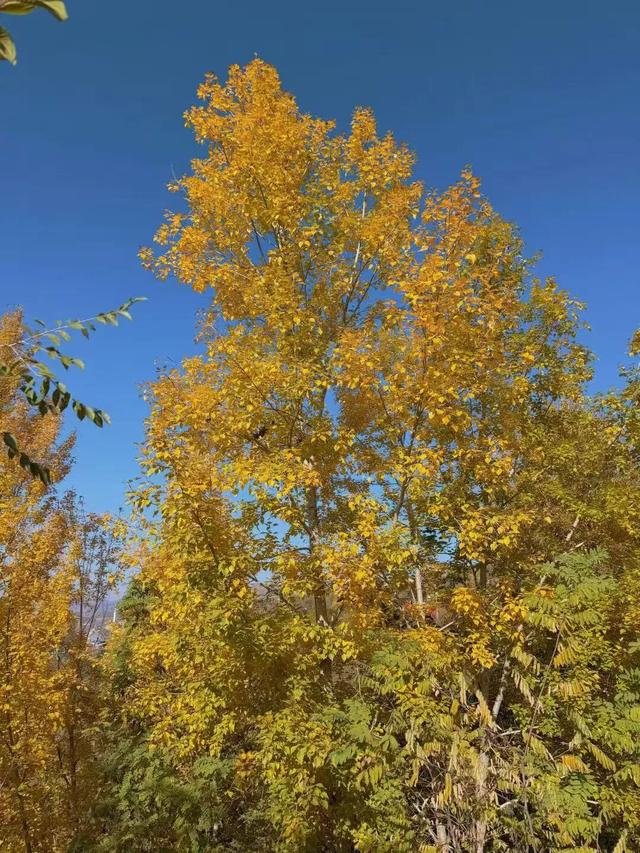 凤凰山秋记|层林尽染处，秋意满临夏