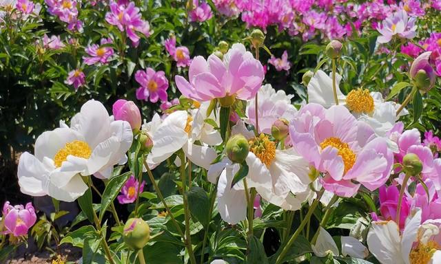 我是杭州人刚从中国洛阳回来 憋了一肚子实话 对洛阳的 5 点真心感受