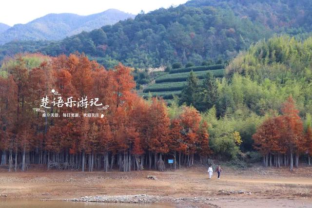 浙江绍兴的网红水库，因红杉胜境而出圈，具体怎么游请看详细攻略