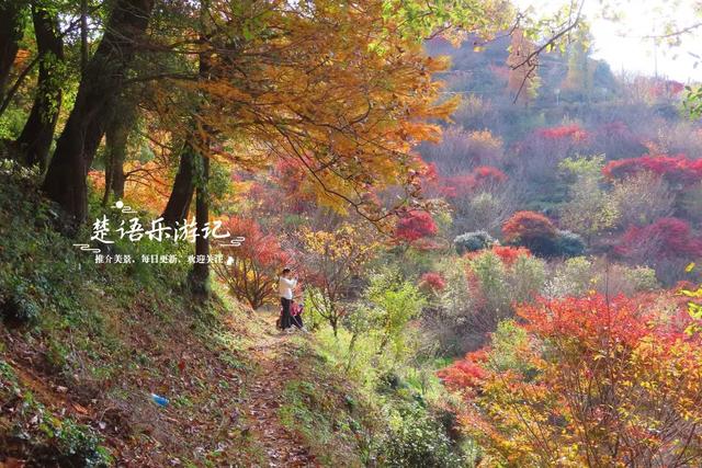 浙江宁波四明山深处的秘境，近50株古树营造油画般的风景，很好玩