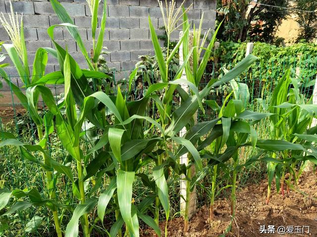 “上午立秋，冷飕飕；下午立秋，热死牛”，今年立秋在哪？热吗？