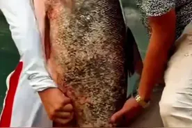 男子钓获巨型鳙鱼，没地方装只能背着，没想到屁股被鱼打肿了！图片