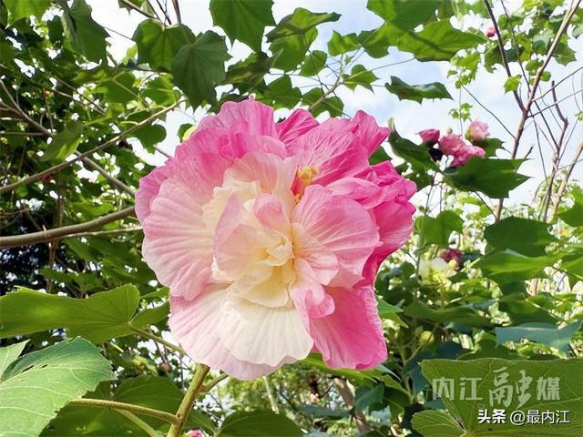 芙蓉映秋景！内江300米“鲜花大道”走红