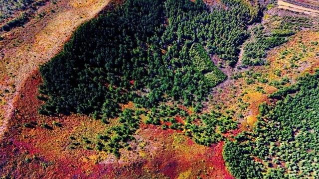 走进赤峰马鞍山林场 邂逅绚烂山林秋色