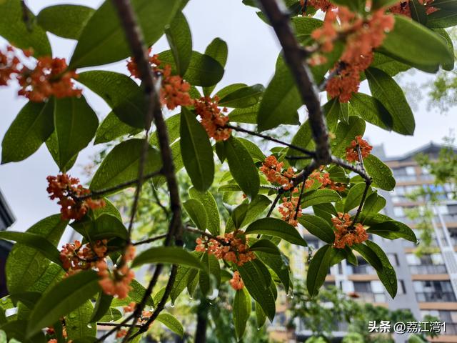 桂香漫城：桂林的秋日私语