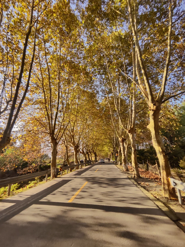 成都最美梧桐大道绵延20公里，地铁19号线直达，快去打卡！