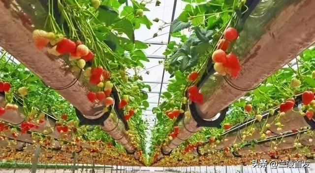 好客山东好品山东｜赶兰陵千年大集，赴一场烟火与诗意的约会