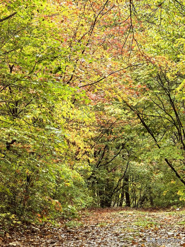 2025辽宁赏秋之旅日记(2)——游览丹东蒲石河森林公园