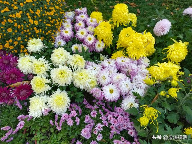 “中山秋韵，菊映盛世”，赏菊南京中山植物园（上）