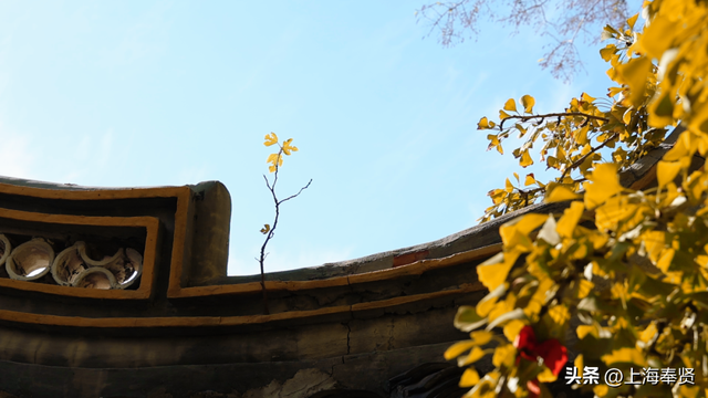 秋赴金汇！藏在古寺旁的800年银杏，每片叶子都藏着时光的故事