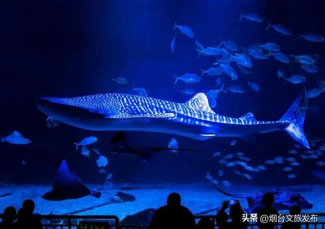 【乐游烟台】明星大导来烟都去哪里采风？速来打卡同款→
