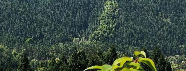 【山海协作】在森林里，治愈所有城市疲惫