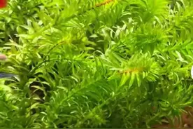 颠覆传统养鱼！这把"水草界扫地僧"让孔雀鱼活得比你还滋润图片