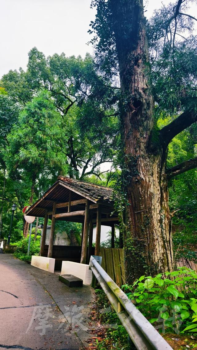 皖浙摩旅二人转——松阳横坑村篇（下）