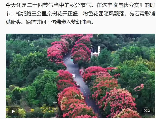 新闻联播聚焦通济秋色！榕城路栾树美到“出圈”