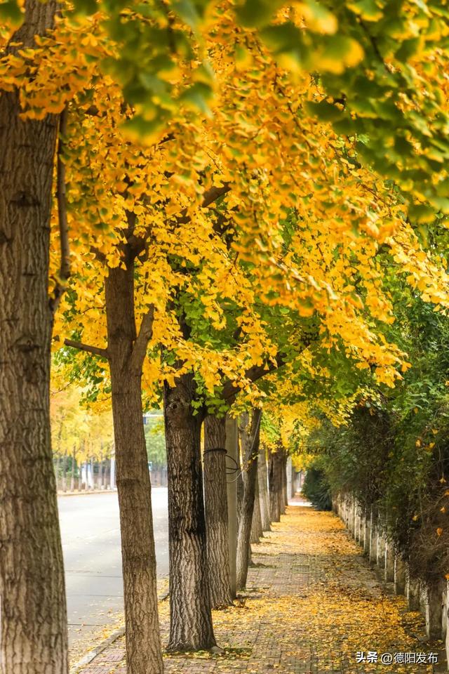 德阳冬季的“顶流”来了！错过等一年……