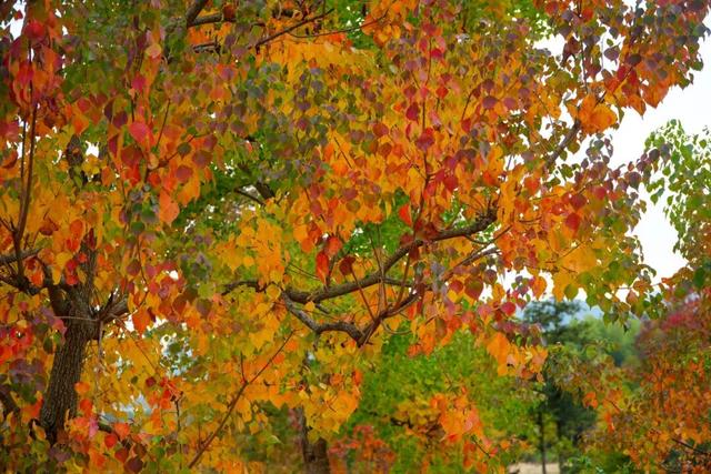 黟川秋叙·徒步沐泉寻画境——3天2夜康养之旅 | 皖美冬日 | 第十五届安徽国际文化旅游节