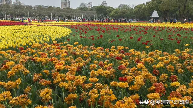 《乙巳初夏郁金香的绚烂乐章》