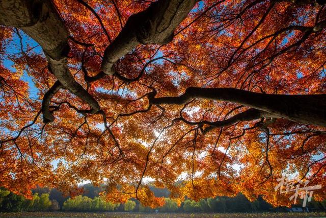 杭州最近美“枫”了，红枫和鸡爪槭还“傻傻分不清楚”？