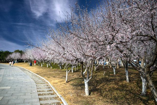 观滹沱河畔桃花有感