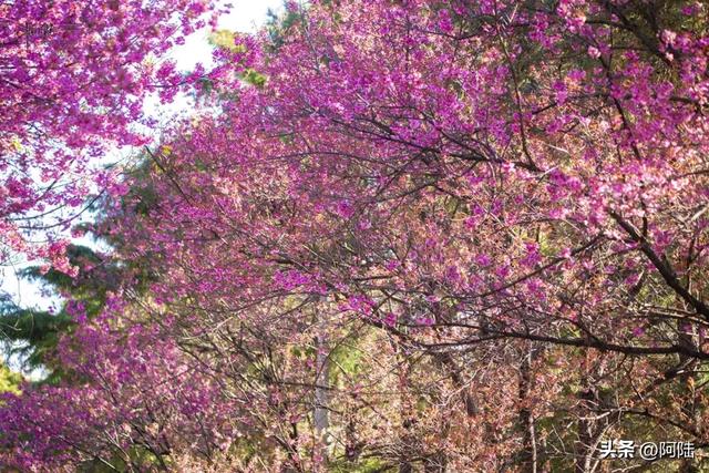 大理的樱花之美一如杭州的桂花之香,满城皆是,随处可闻