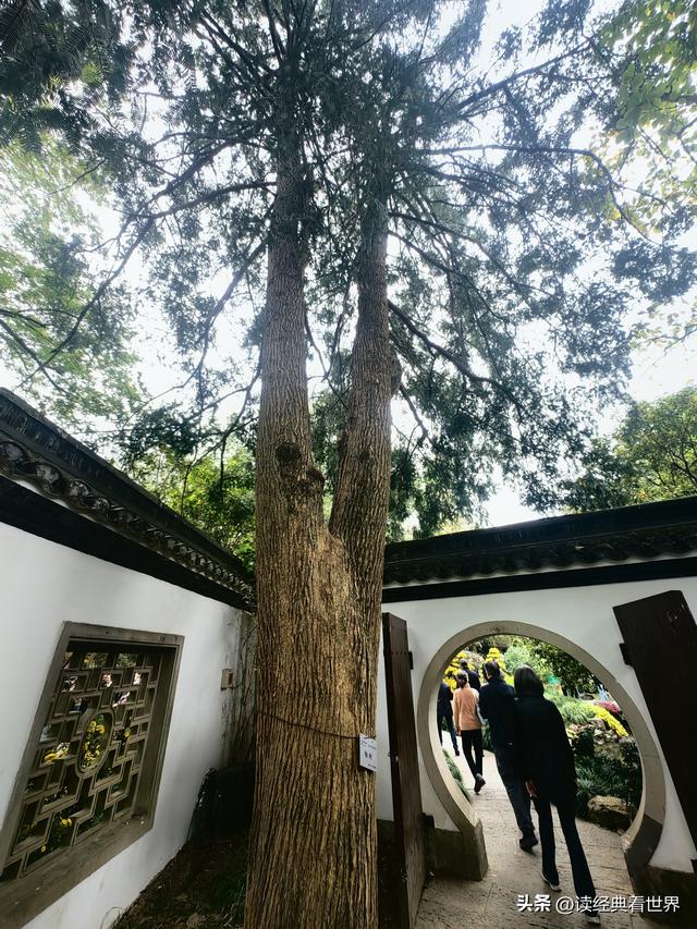 杭州植物园的菊花展——一场关于菊花的饕餮盛宴（二）