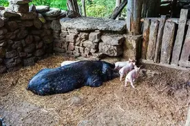 河北一农户听见猪圈里有怪声，他仔细一看，猪圈下竟是一座皇陵图片