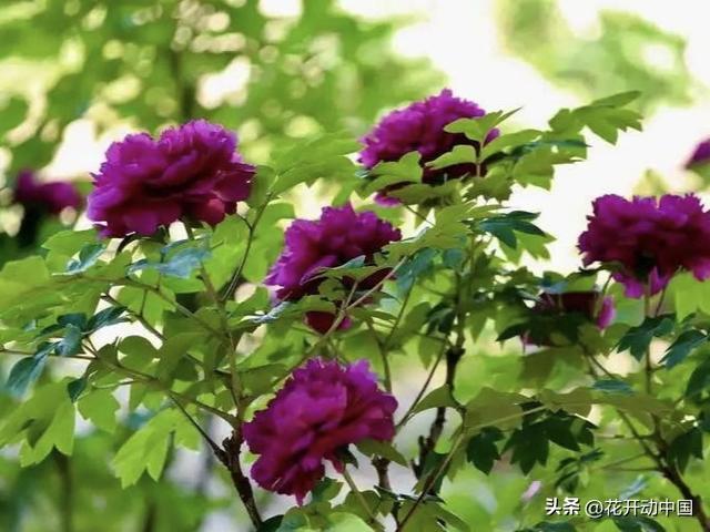 从宫廷御用到文旅顶流：一朵牡丹，藏着中国人千年的精神密码