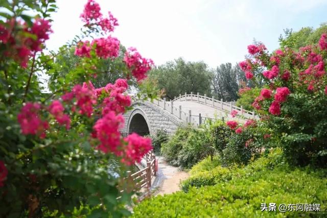 七夕限定！东阿中医药文化旅游区邀你 “鹊桥相会”，解锁浪漫与养生的双重惊喜！ #网络中国节 #齐鲁网络中国节