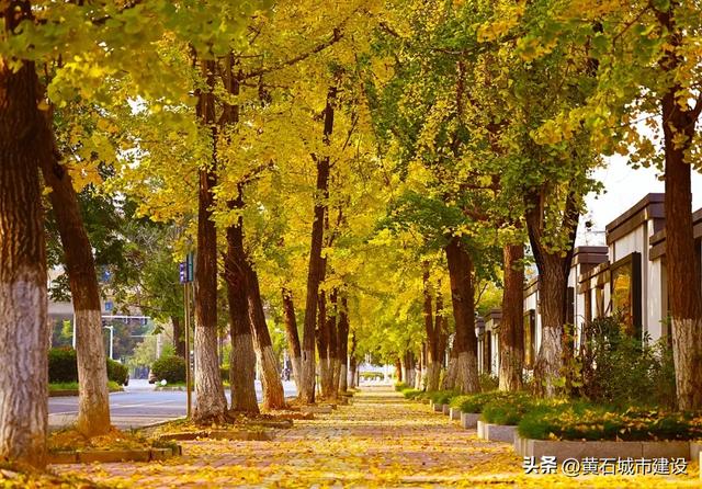 此刻 黄石下起黄金雨！